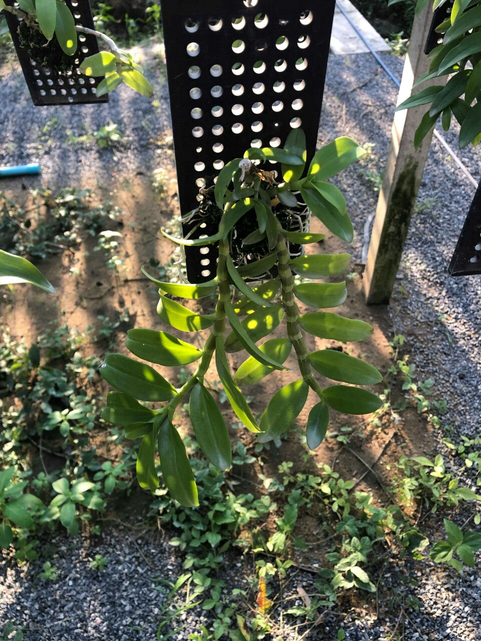 Dịch vụ order ship vận chuyển hoa Phong lan và bánh kẹo xách tay từ Thái Lan giá tốt.