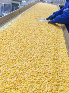 Nhập khẩu ngô đông lạnh: Vì sao doanh nghiệp mất 300-700 triệu chỉ sau một lô hàng? 