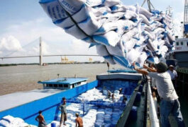 Xuất khẩu gạo sang Châu Phi với quy trình thực tế và bảng giá IR504