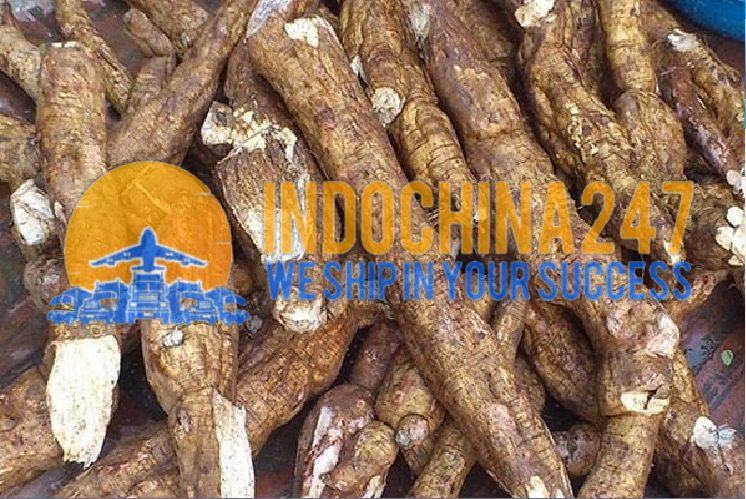 Tìm nhà cung cấp bã sắn xuất khẩu sang Malaysia