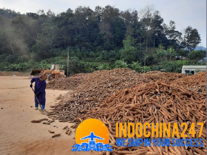 Tìm nhà cung cấp bã sắn xuất khẩu sang Malaysia