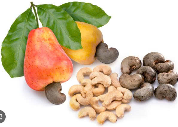 Xuất khẩu Hạt điều Việt Nam sang Mỹ – Cơ hội vàng cho doanh nghiệp nông sản trong chuỗi Logistics toàn cầu Xuất khẩu Hạt điều Việt Nam sang Mỹ – Cơ hội vàng cho doanh nghiệp nông sản trong chuỗi Logistics toàn cầu